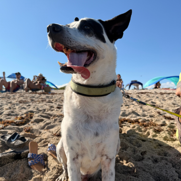 Senior Dog Essentials: What I Use Daily as a Pet Mom to My 12-Year-Old Dog, Droid